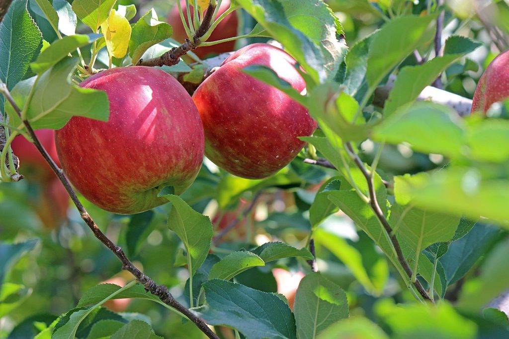 Landkreis Lörrach: Kernobsternte beginnt, Hitze schmälert Ernte