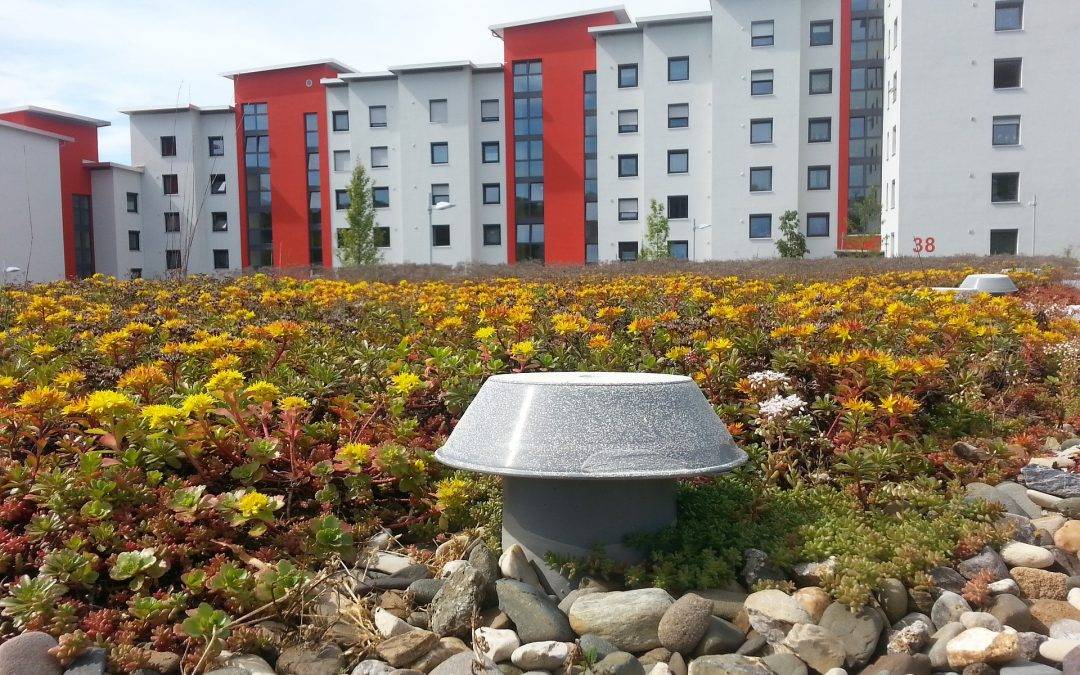 Rheinfelden fördert Gründächer und Entsiegelung auch 2025