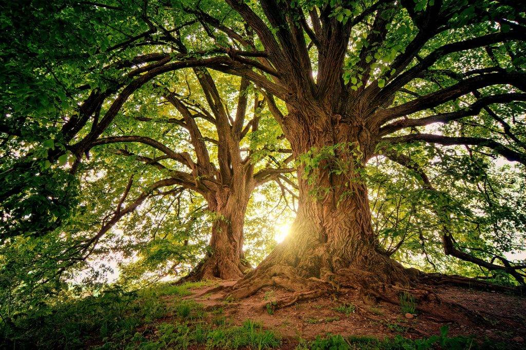 Buchenbach: 1.500 neue Bäume für den Wickenwald – Helfer gesucht