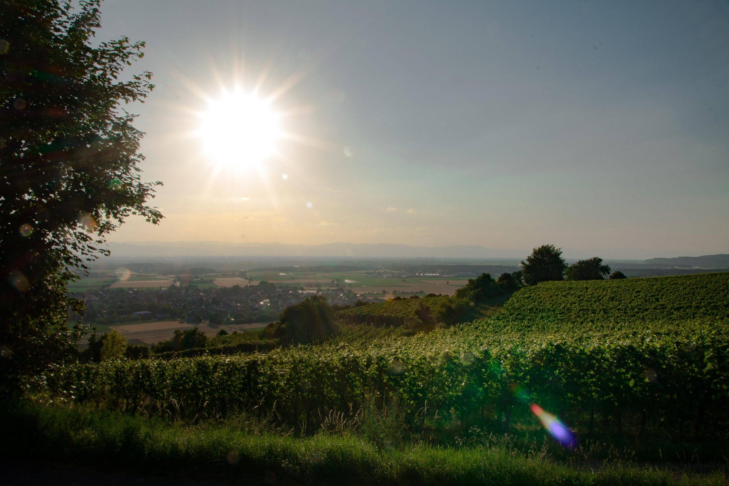 Ein Hintergrundbild mit der Aussicht von den Weinbergen auf den Breisgau.