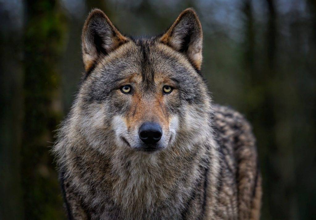 Schluchsee: Schwer verletzter Wolf wurde getötet
