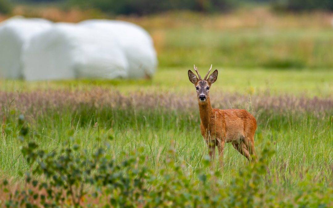 Jagdwilderei in Endingen: Polizei sucht Zeugen