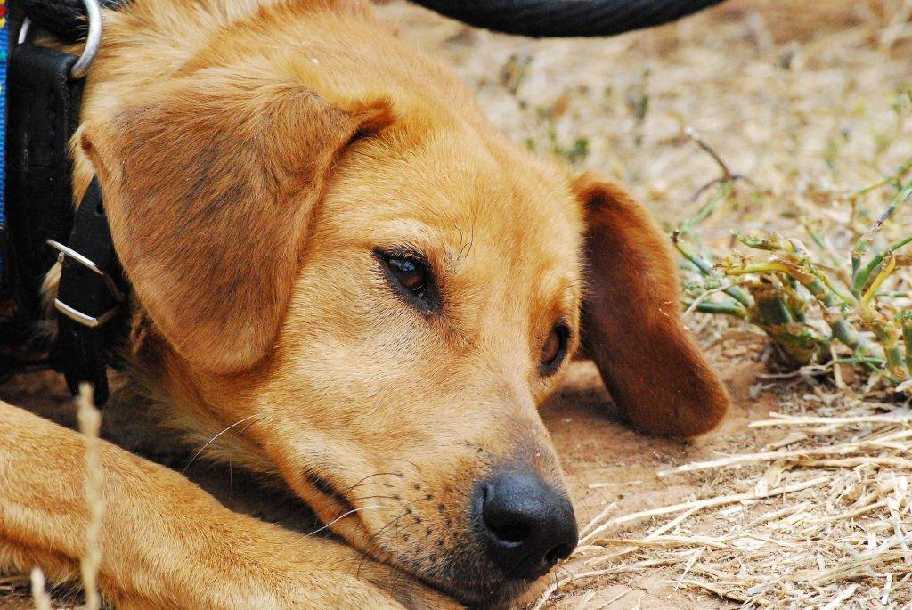 Hund beißt 62-jährige Radfahrerin im Wald zwischen Sölden und Bollschweil – Halter entfernt sich