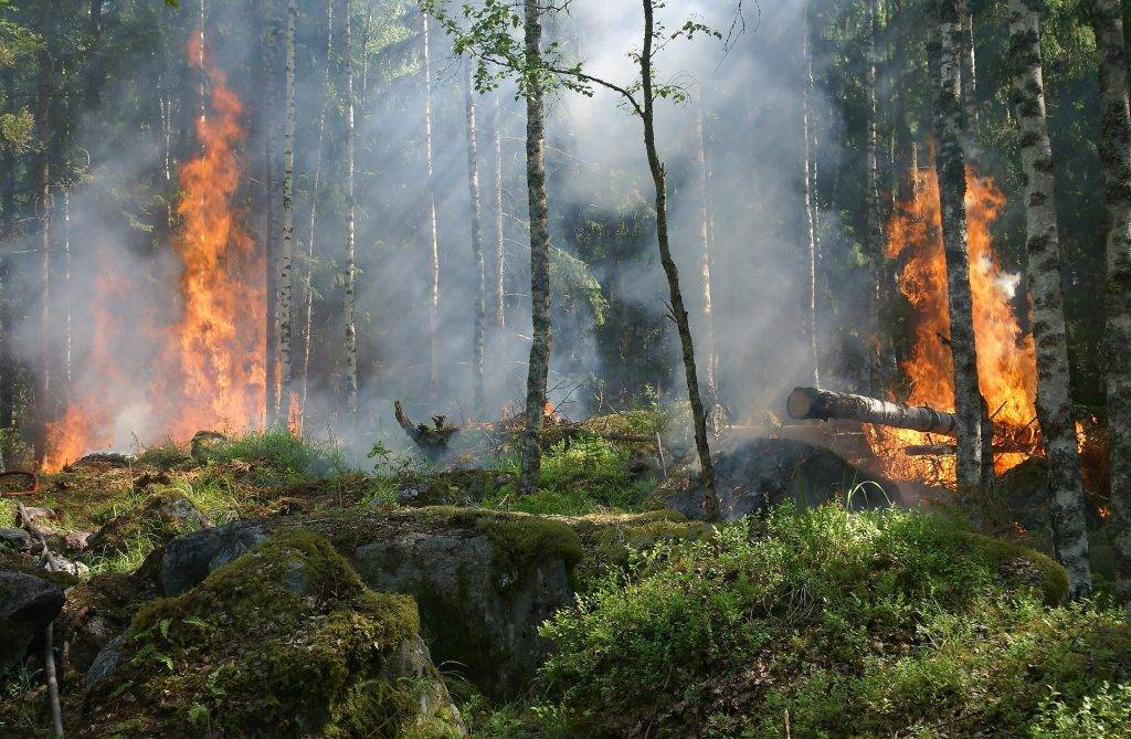 Waldbrand bei Maulburg: Feuerwehr löscht Flammen schnell