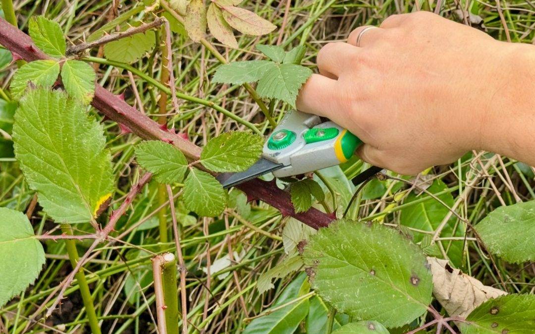 Weil am Rhein: Heckenrückschnitt bis Ende Februar