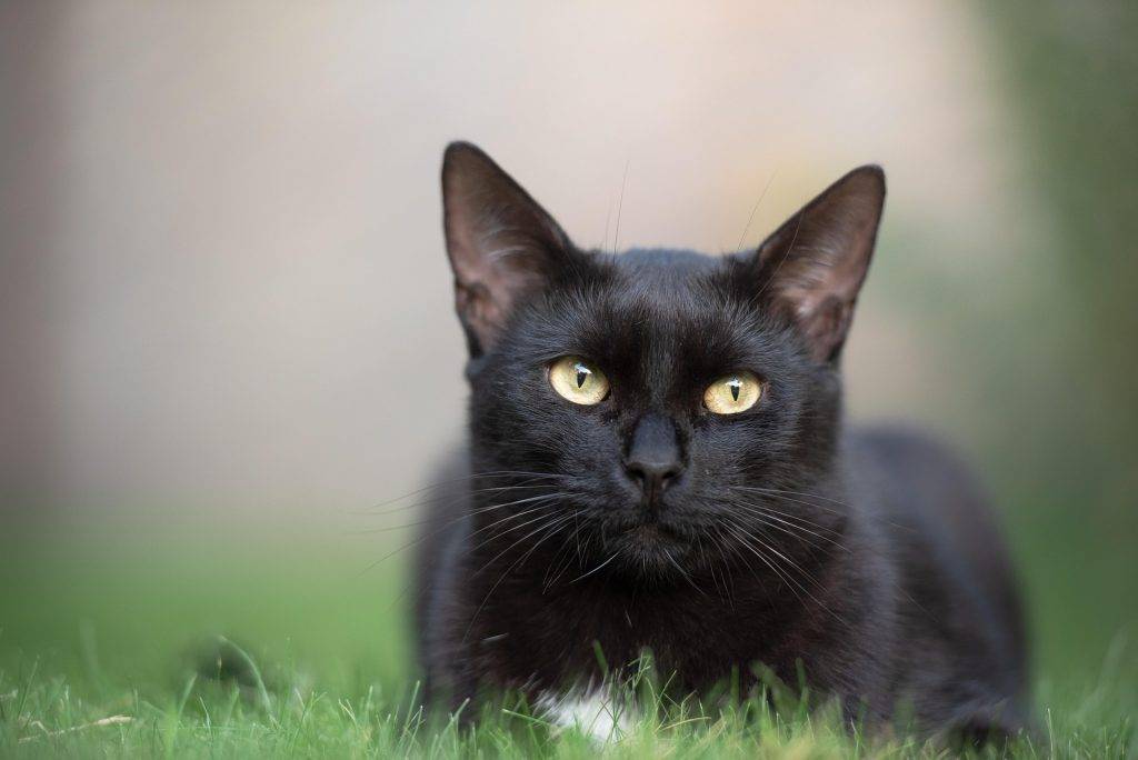 Wolfach-Kirnbach: Kater tot aufgefunden – Polizei ermittelt
