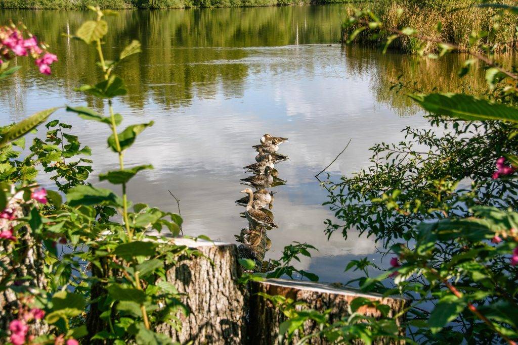Hochrheinkonferenz in Rheinfelden: Schutz von Lebensräumen im Fokus