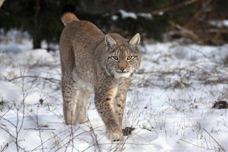 Ein Luchs hat den Rhein bei Laufenburg überquert