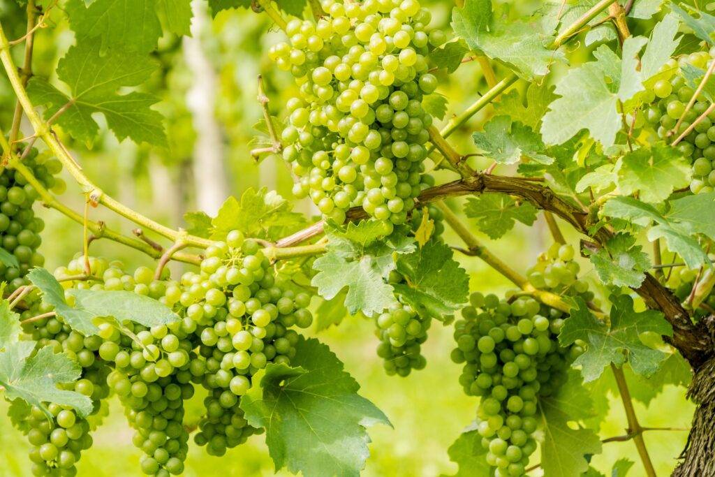 Weinlese in Südbaden: Mehr Vorsicht in den Reben geboten