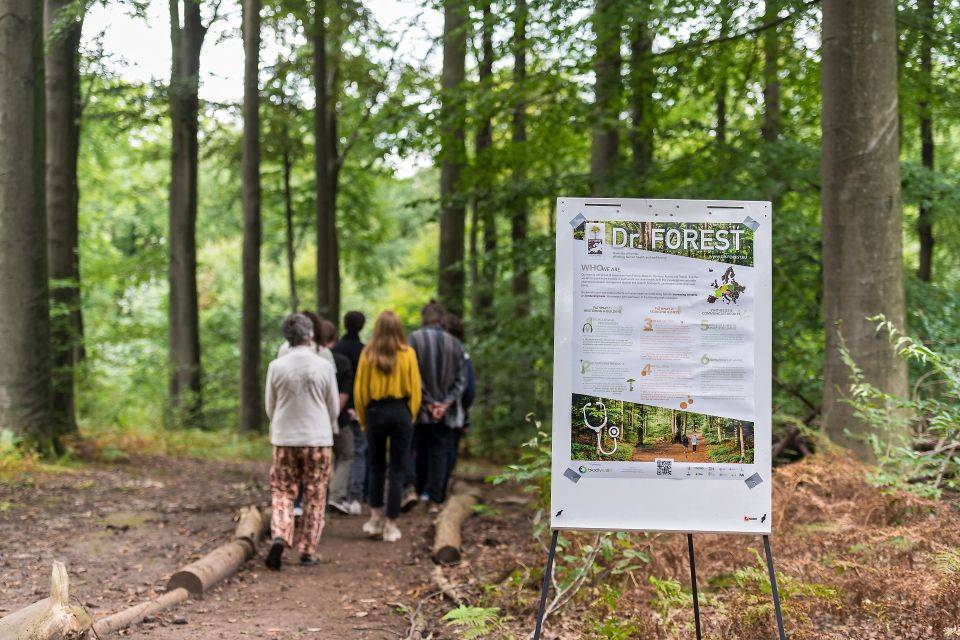 Uni Freiburg Studie: Wie Wälder die Gesundheit stärken