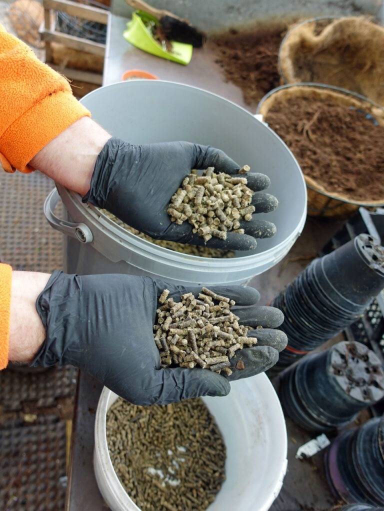 Rheinfelden setzt nun bei Pflanzen dauerhaft Dünger aus Schafwolle ein
