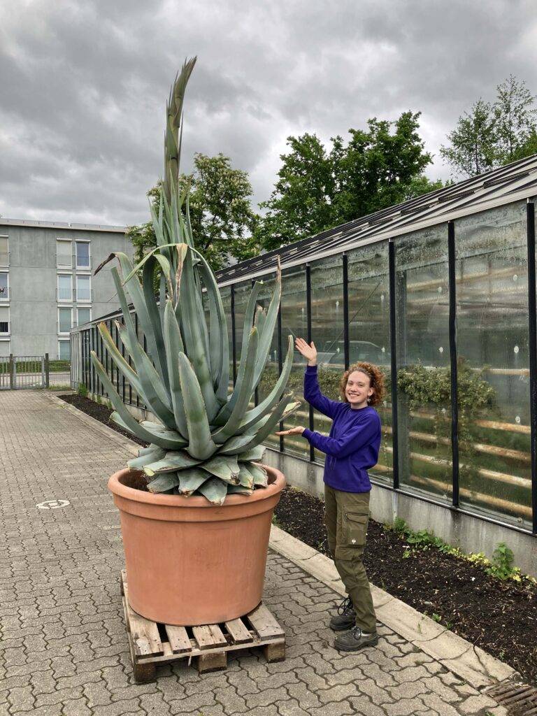 Rheinfelden: Agave blüht, ein seltenes Naturwunder