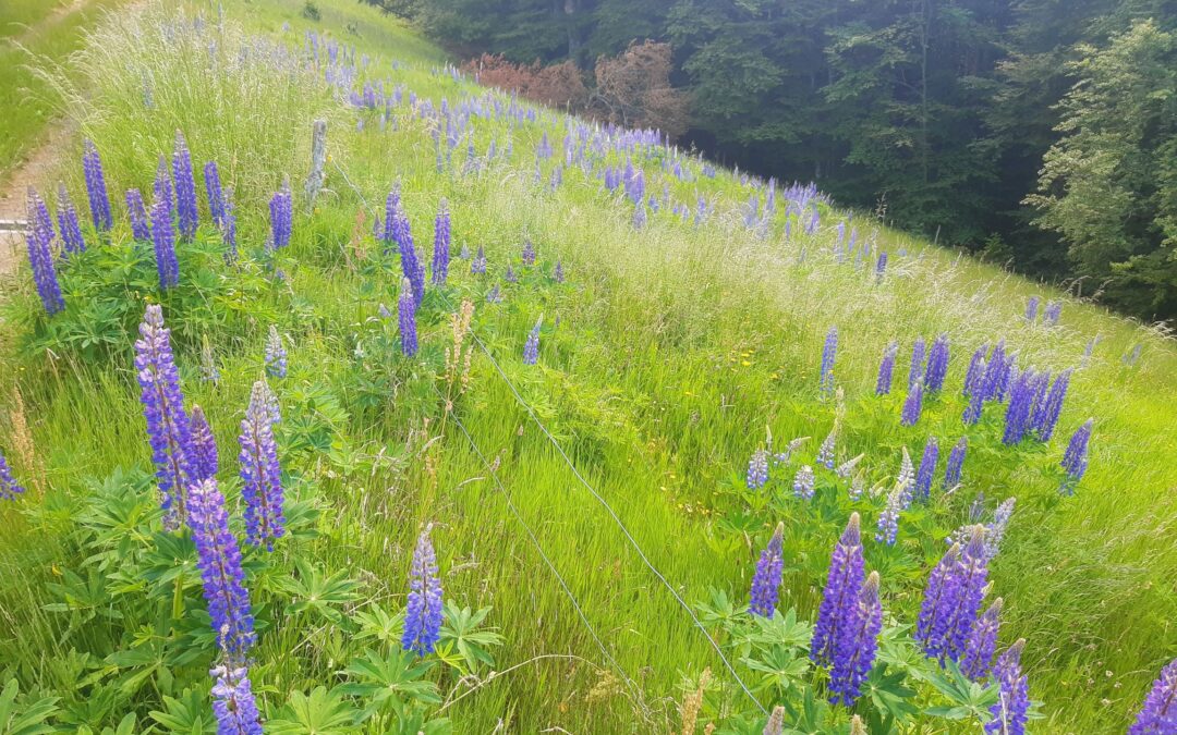 Tag der Artenvielfalt im Kreis Lörrach: Lupinen jäten in Neuenweg