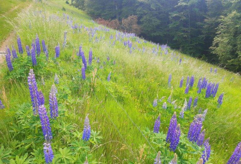 Tag der Artenvielfalt im Kreis Lörrach: Lupinen jäten in Neuenweg
