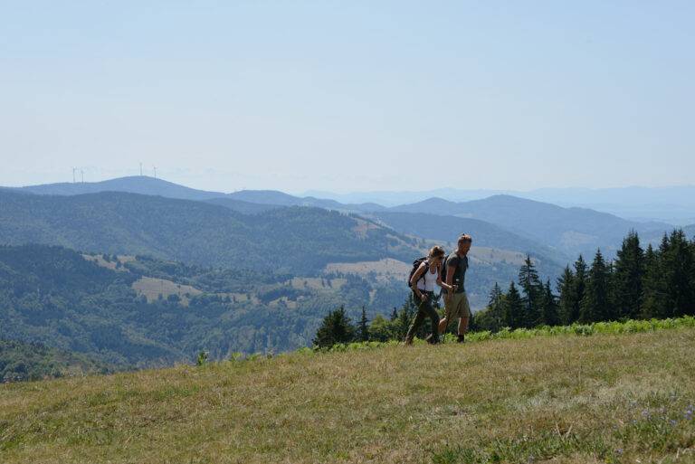Weideauftrieb: Rücksicht auf Weiden im Schwarzwald gefordert