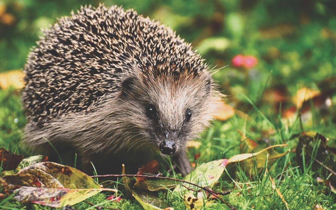 Igel auf Friedhof Lörrach vergiftet – Stadt warnt vor Schneckenkorn