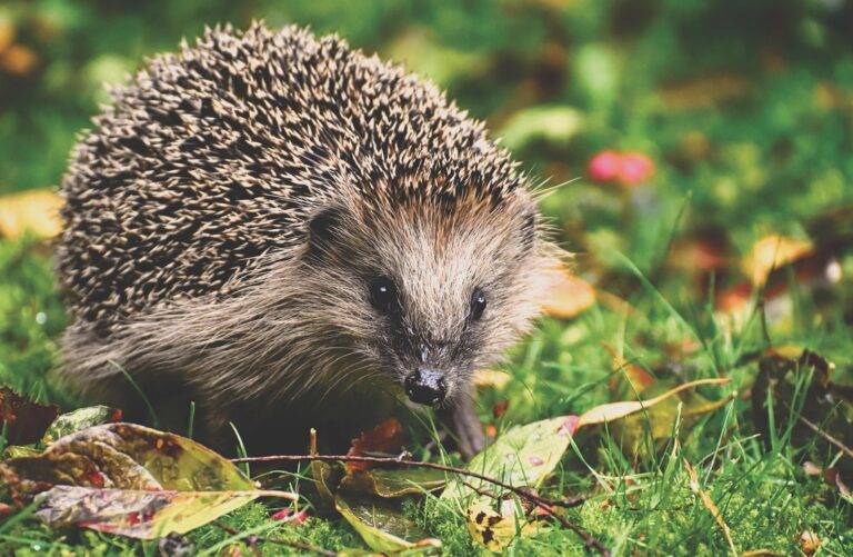 Igel auf Friedhof Lörrach vergiftet – Stadt warnt vor Schneckenkorn