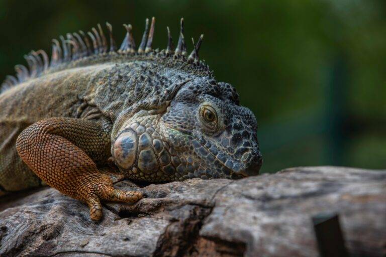 Freiburg: Mehr Geld für Tierheim & Reptilienhilfe Dragon Shelter