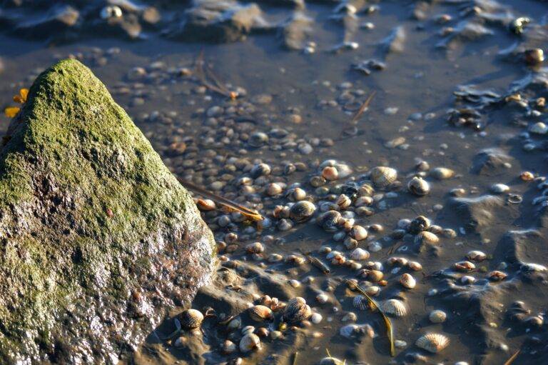 Historisches Niedrigwasser belastet Wirtschaft am Oberrhein