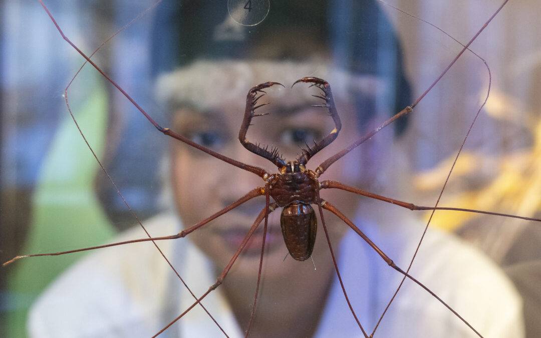 Freiburg: Insekten-Ausstellung startet im Museum Natur & Mensch