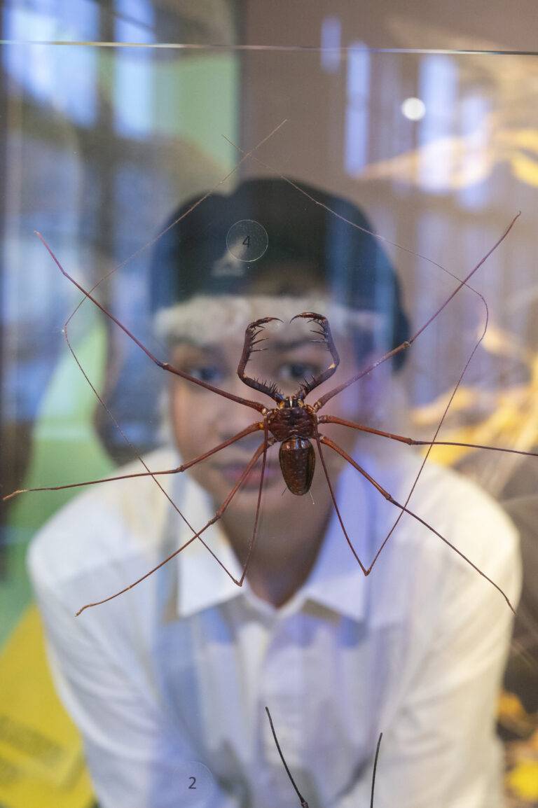 Freiburg: Insekten-Ausstellung startet im Museum Natur & Mensch
