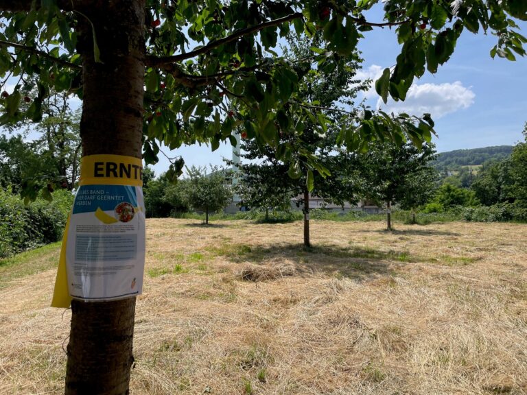 Lörrach startet wieder „Gelbes Band“-Ernte