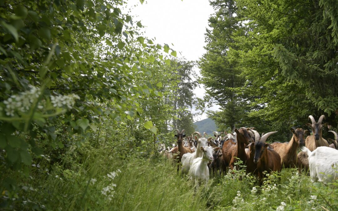 Waldweide mit Ziegen startet bei Utzenfeld im Kreis Lörrach