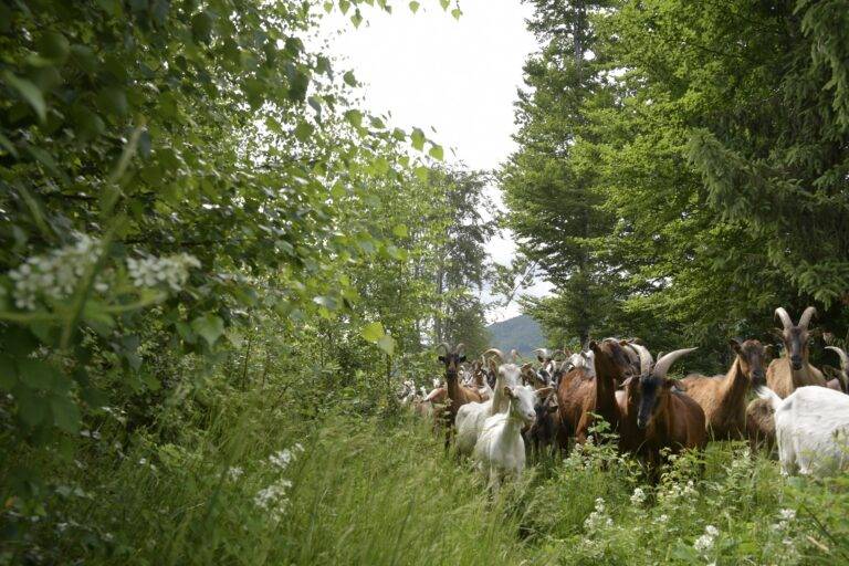 Waldweide mit Ziegen startet bei Utzenfeld im Kreis Lörrach