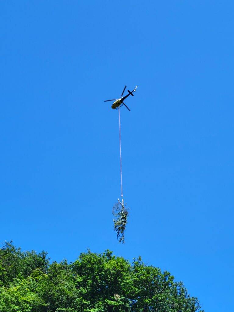 Premiere: Erster Baumtransport per Helikopter in Gutach