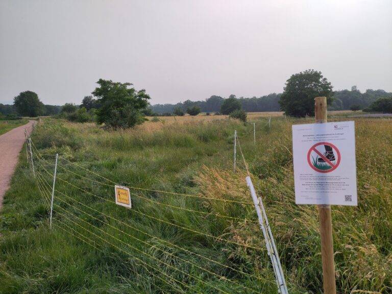 Wachtelkönig-Schutz: Wege in Weil am Rhein gesperrt