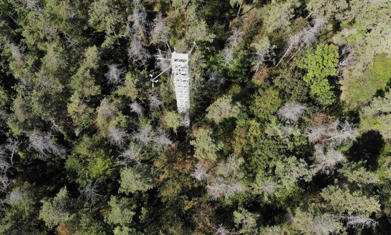 Studie: Kiefernwald bei Hartheim bindet kein CO2 mehr