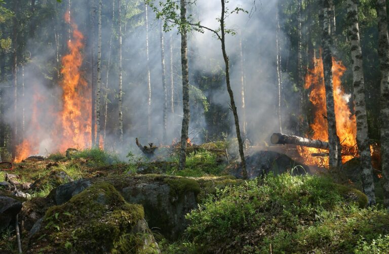 Waldbrandgefahr in Rheinfelden steigt stark an