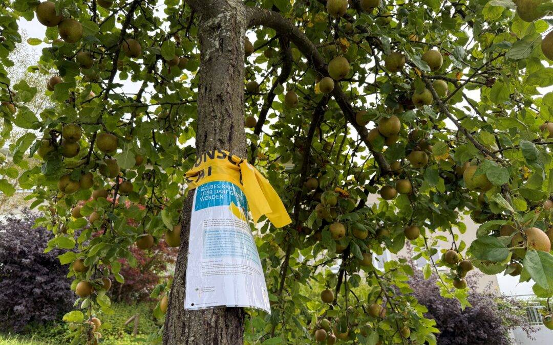 Gelbes Band: Lörrach startet Ernte von Äpfel & Birnen