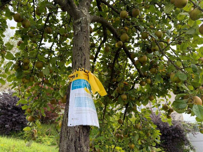 Gelbes Band: Lörrach startet Ernte von Äpfel & Birnen