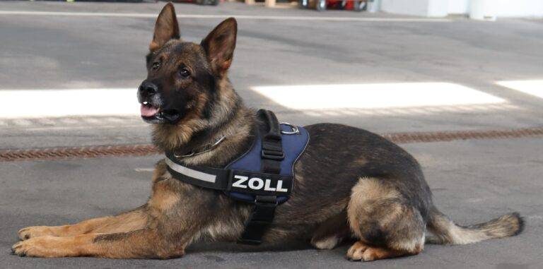 Lörrach: Zollhund Quincy erhält besondere Auszeichnung