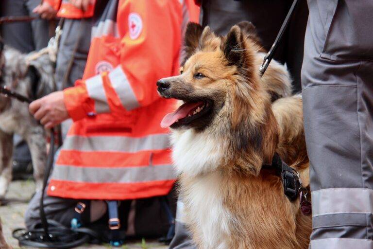 Emmendingen: DRK-Rettungshundestaffel mit Rekordeinsatz