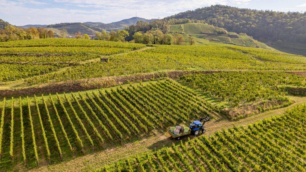 KaiserHerbst 2025: Genuss & Kultur am Kaiserstuhl mit über 100 Veranstaltungen