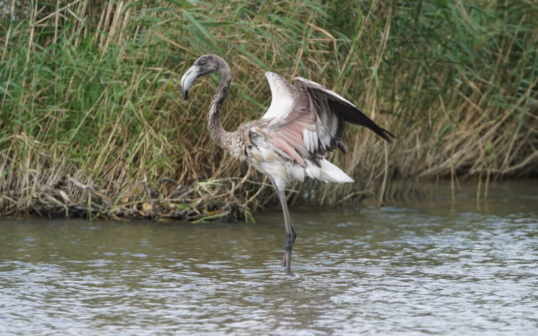 Der Flamingo vom Titisee ist wieder in Freiheit