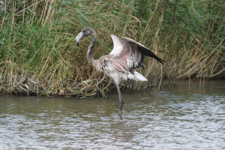 Der Flamingo vom Titisee ist wieder in Freiheit