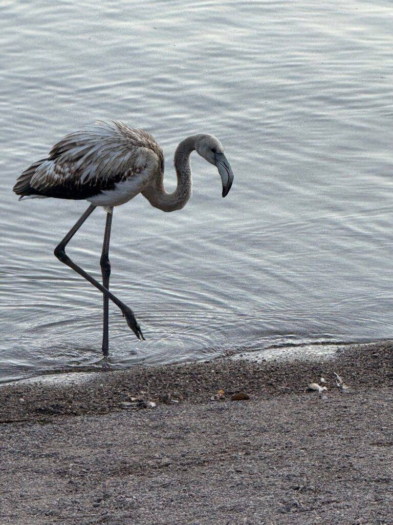 Ein Flamingo überrascht am Titisee beim Ufer