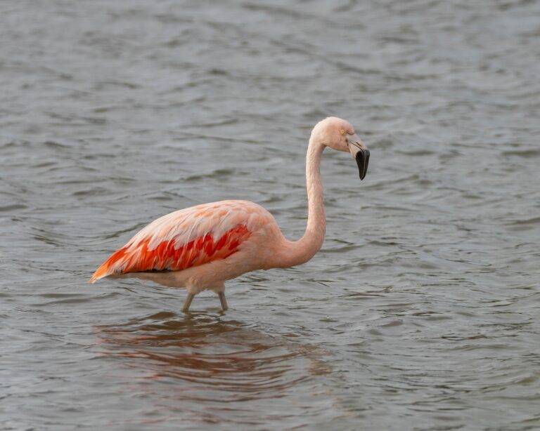 Ein Flamingo überrascht am Titisee beim Ufer