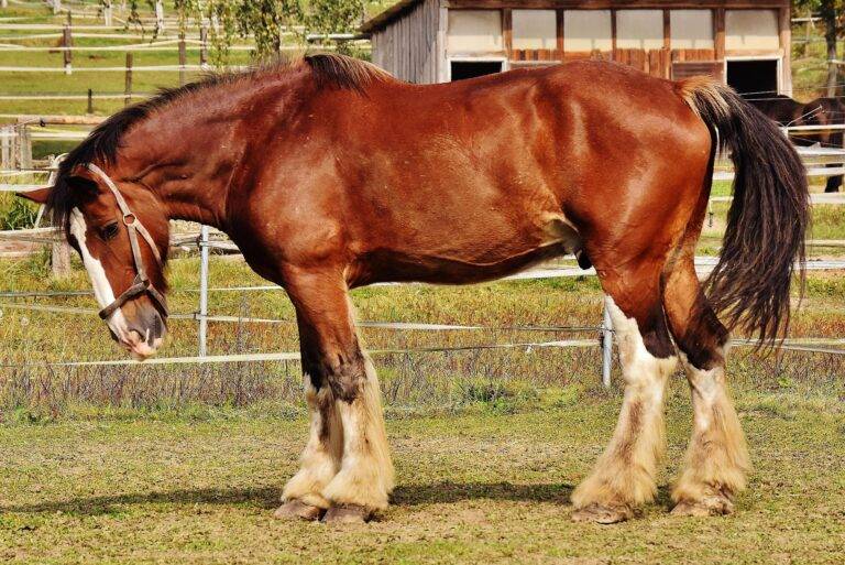 Bötzingen: Reitunfall nach Streit zwischen Traktor & Reitern