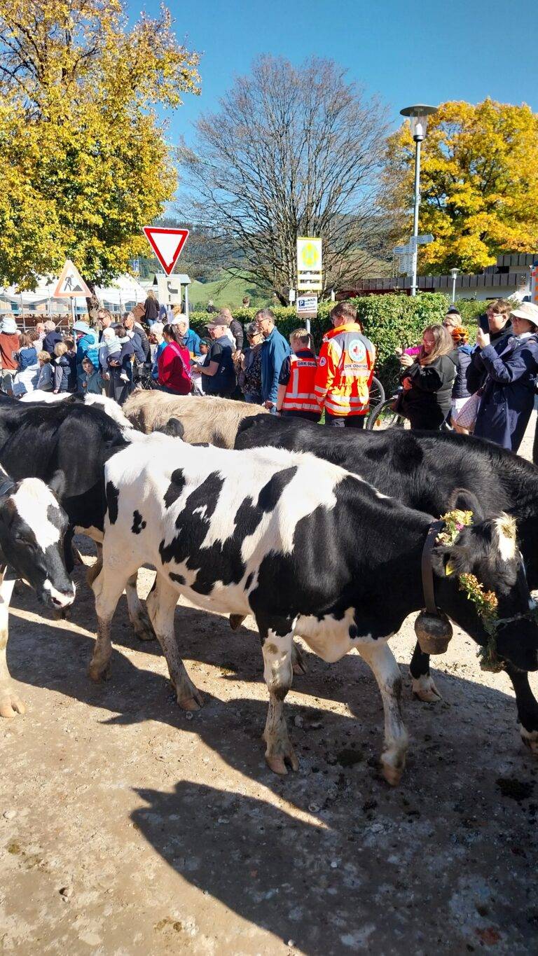 Almabtrieb Oberried: 12 Einsätze für DRK, eine Verbrennung