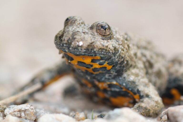 Pflege für Rheinniederung Wyhl: Schutz für Gelbbauchunke