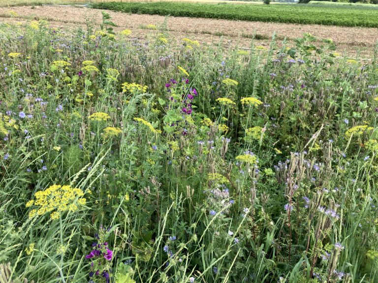Staufen: Mehr Artenvielfalt und Naturschutz durch Brachen