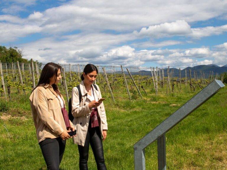 Smarte Weinwanderung in Bad Krozingen