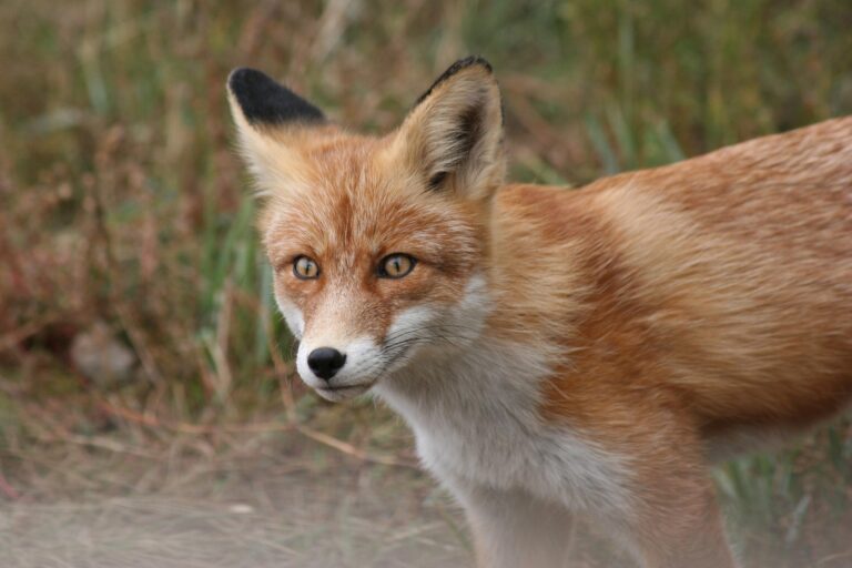 Wildtiere im Ort: Neuer Flyer für Emmendingen