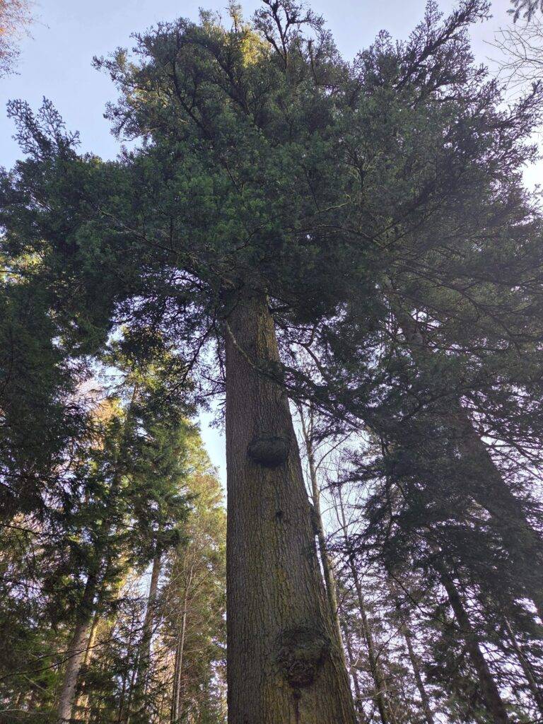 Elzach: Vermessung der Großen Kostgrundtanne im Oberprechtal