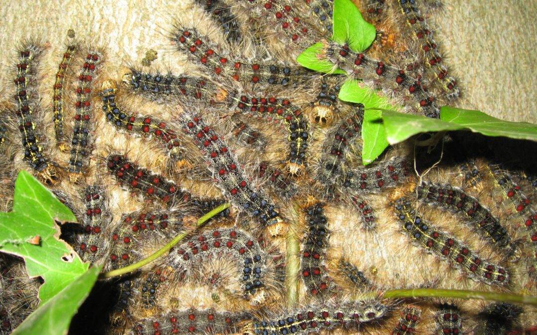 Schwammspinner-Lage im Südwesten bleibt entspannt