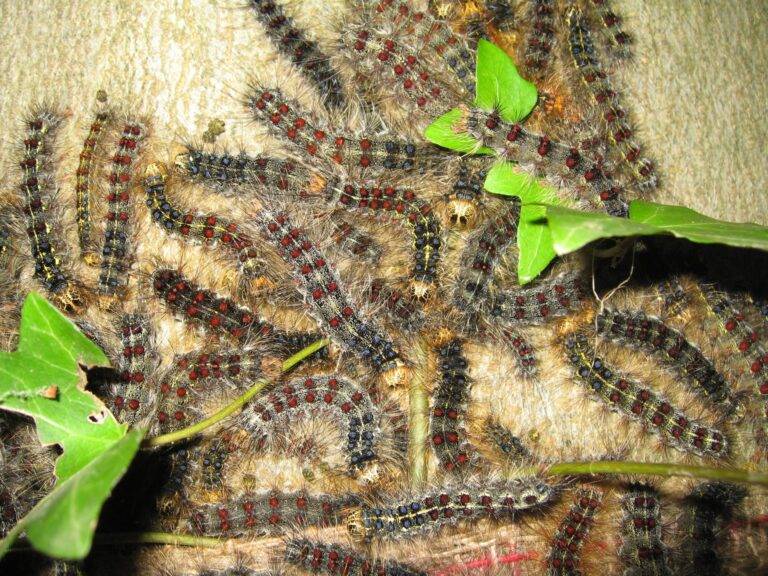 Schwammspinner-Lage im Südwesten bleibt entspannt